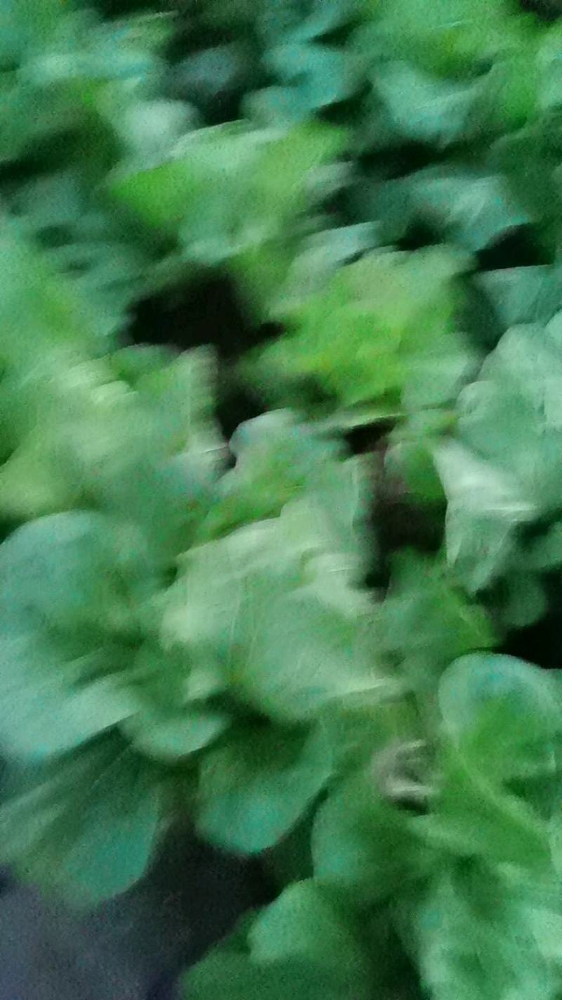 河南省开封市，通许县夏阳白菜大量上市中。
