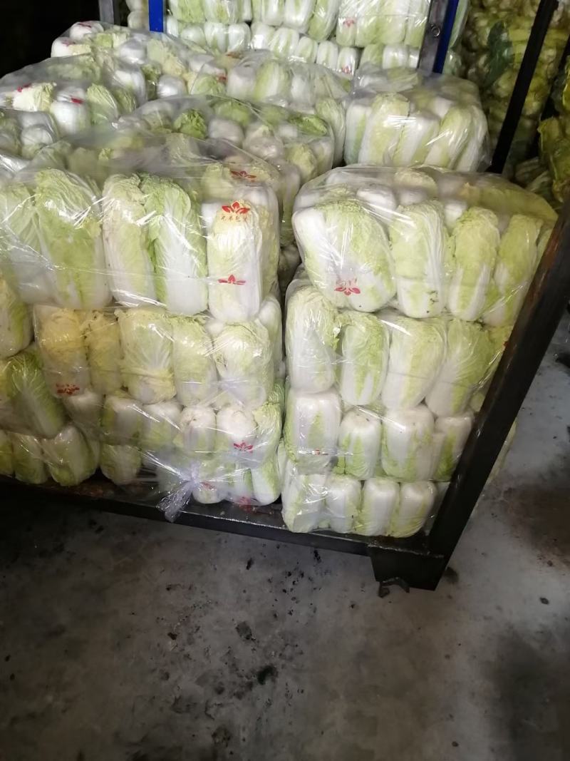 河南省开封市，通许县夏阳白菜大量上市中。