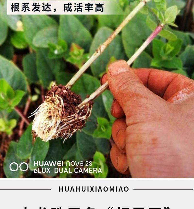 【50棵起】云南火龙珠种苗相思豆种苗扦插小苗盆栽苗