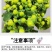 【50棵起】云南火龙珠种苗相思豆种苗扦插小苗盆栽苗