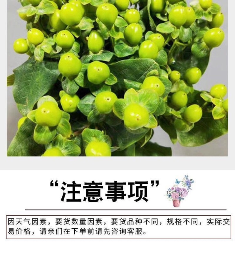 【50棵起】云南火龙珠种苗相思豆种苗扦插小苗盆栽苗