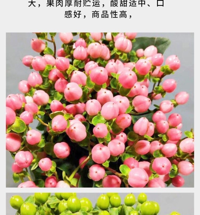 【50棵起】云南火龙珠种苗相思豆种苗扦插小苗盆栽苗