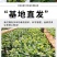 【50棵起】云南火龙珠种苗相思豆种苗扦插小苗盆栽苗