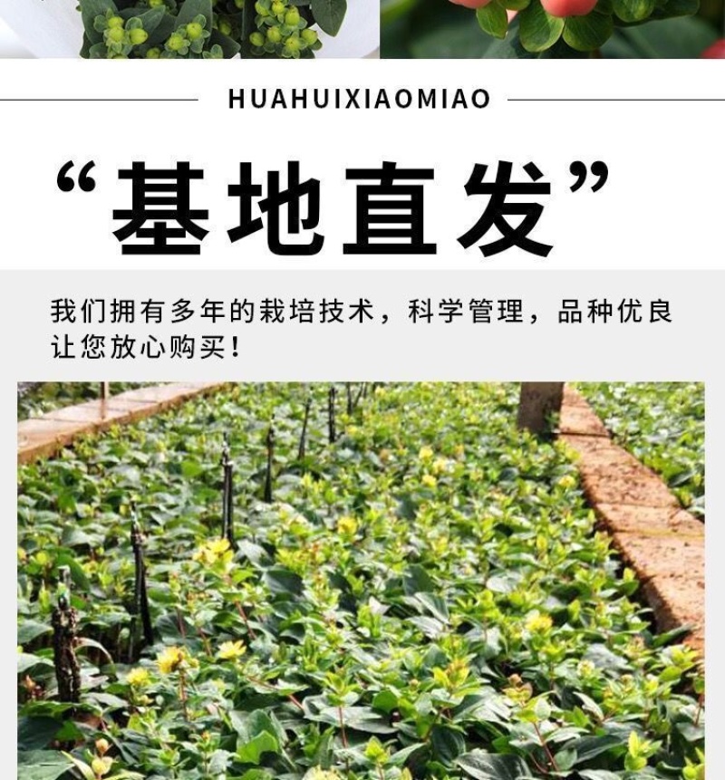 【50棵起】云南火龙珠种苗相思豆种苗扦插小苗盆栽苗