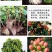 【50棵起】云南火龙珠种苗相思豆种苗扦插小苗盆栽苗