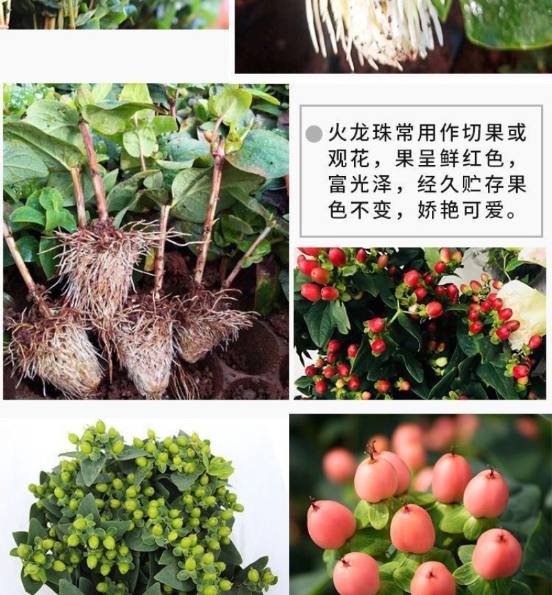 【50棵起】云南火龙珠种苗相思豆种苗扦插小苗盆栽苗