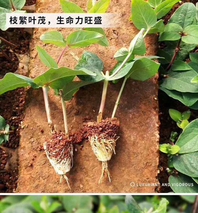 【50棵起】云南火龙珠种苗相思豆种苗扦插小苗盆栽苗