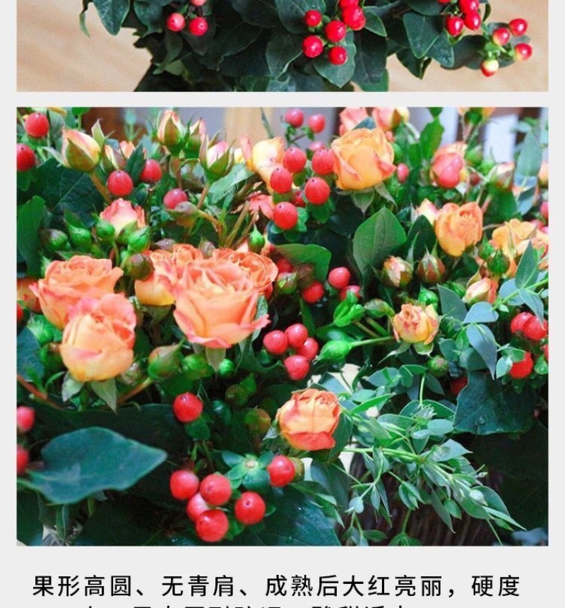 【50棵起】云南火龙珠种苗相思豆种苗扦插小苗盆栽苗
