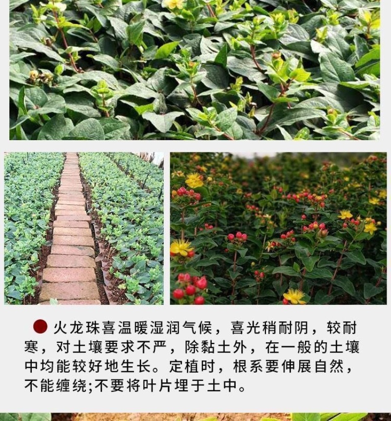 【50棵起】云南火龙珠种苗相思豆种苗扦插小苗盆栽苗