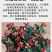 【50棵起】云南火龙珠种苗相思豆种苗扦插小苗盆栽苗