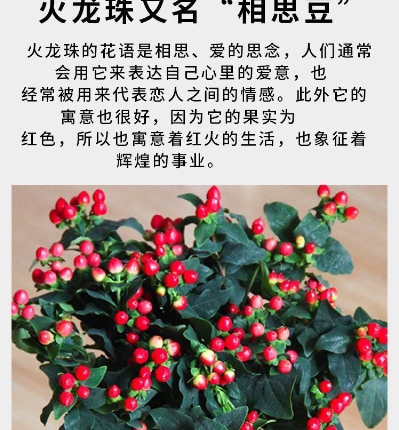 【50棵起】云南火龙珠种苗相思豆种苗扦插小苗盆栽苗