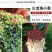 【50棵起】云南火龙珠种苗相思豆种苗扦插小苗盆栽苗