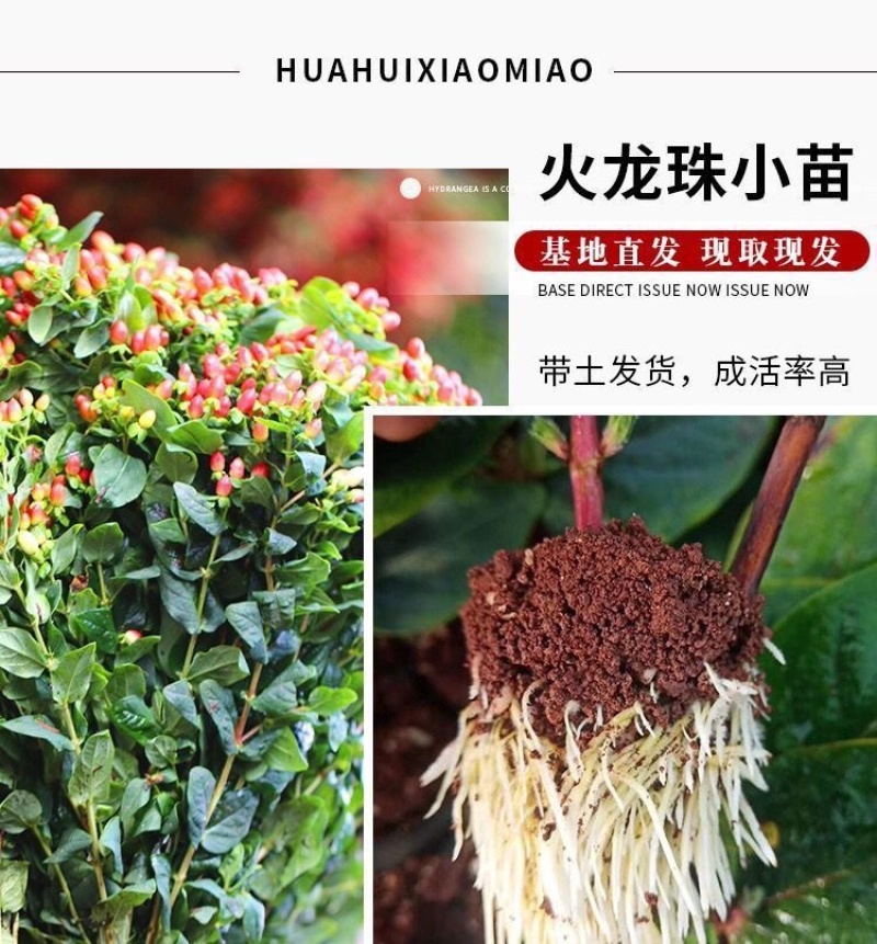 【50棵起】云南火龙珠种苗相思豆种苗扦插小苗盆栽苗