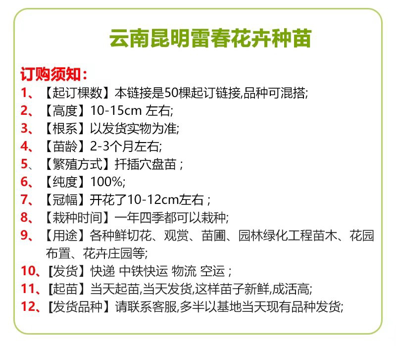 【50棵起】云南火龙珠种苗相思豆种苗扦插小苗盆栽苗