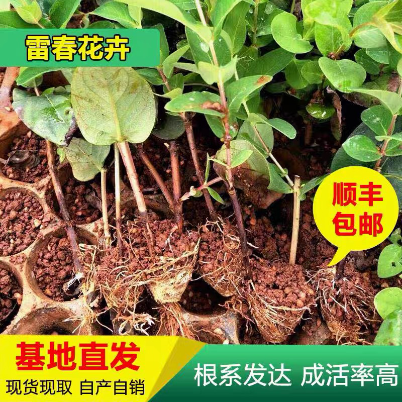 【50棵起】云南火龙珠种苗相思豆种苗扦插小苗盆栽苗