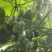 云南红河州树番茄
