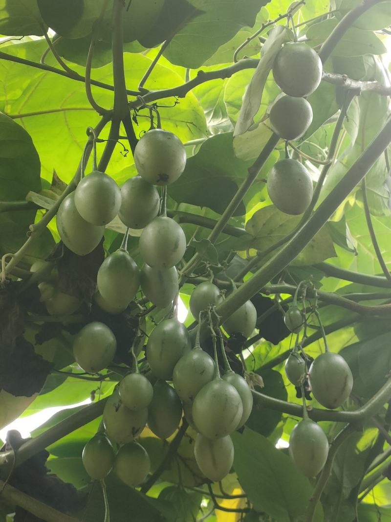 云南红河州树番茄