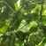 云南红河州树番茄