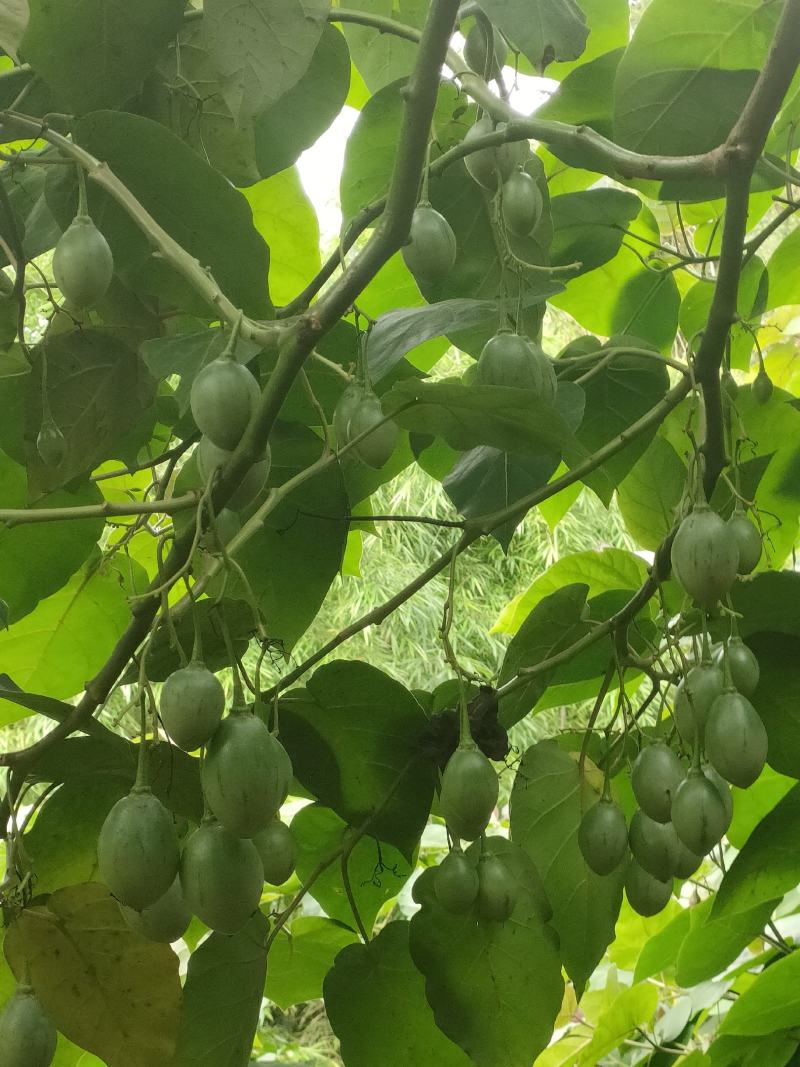 云南红河州树番茄