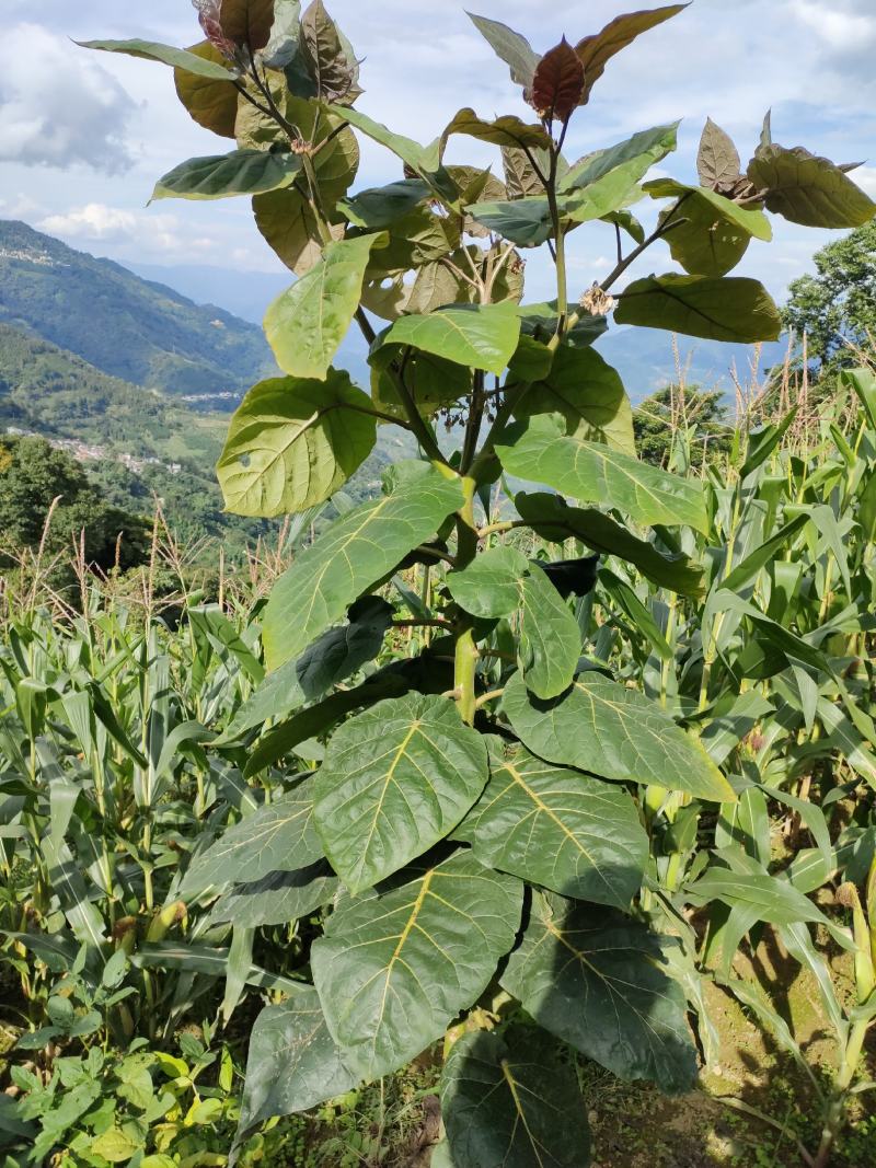 云南红河州树番茄