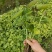 云南红河州树番茄