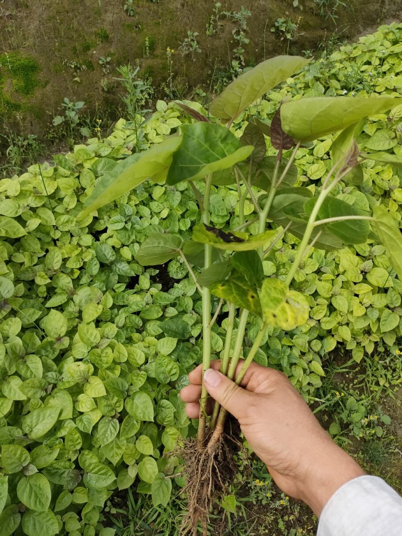 云南红河州树番茄
