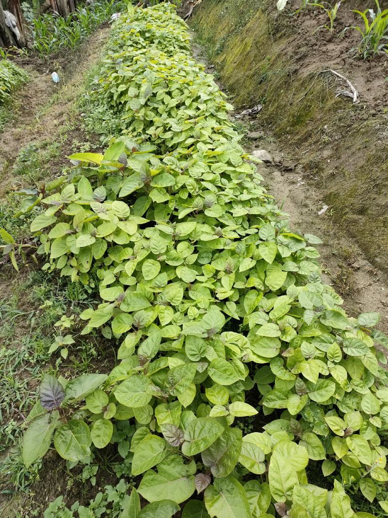 云南红河州树番茄