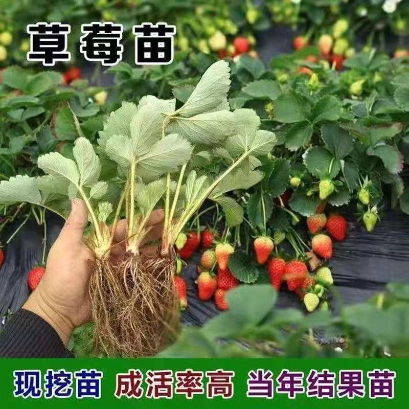 红颜草莓苗盆栽四季带土带盆种植超甜草莓秧苗白草莓家庭阳台