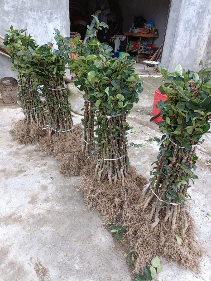甘肃陇南无刺花椒苗