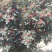 甘肃陇南无刺花椒苗
