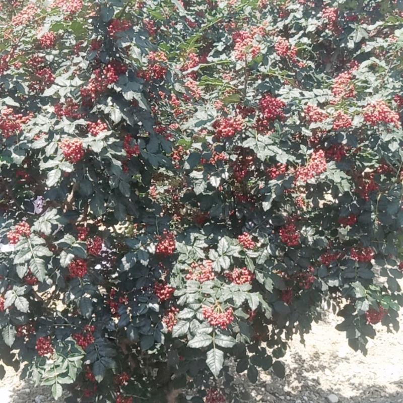 甘肃陇南无刺花椒苗