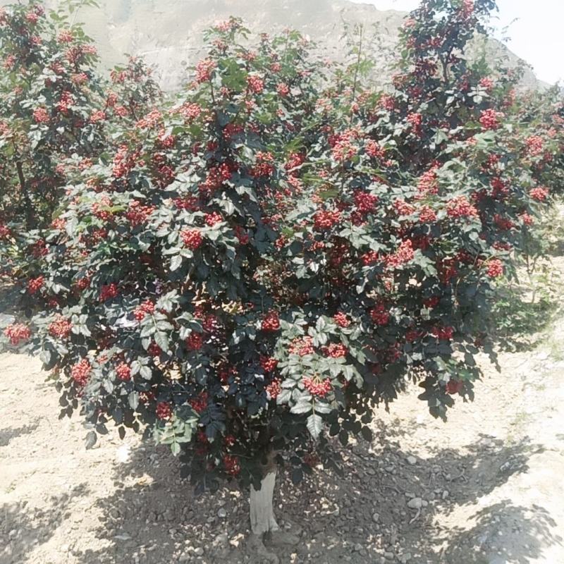 甘肃陇南无刺花椒苗