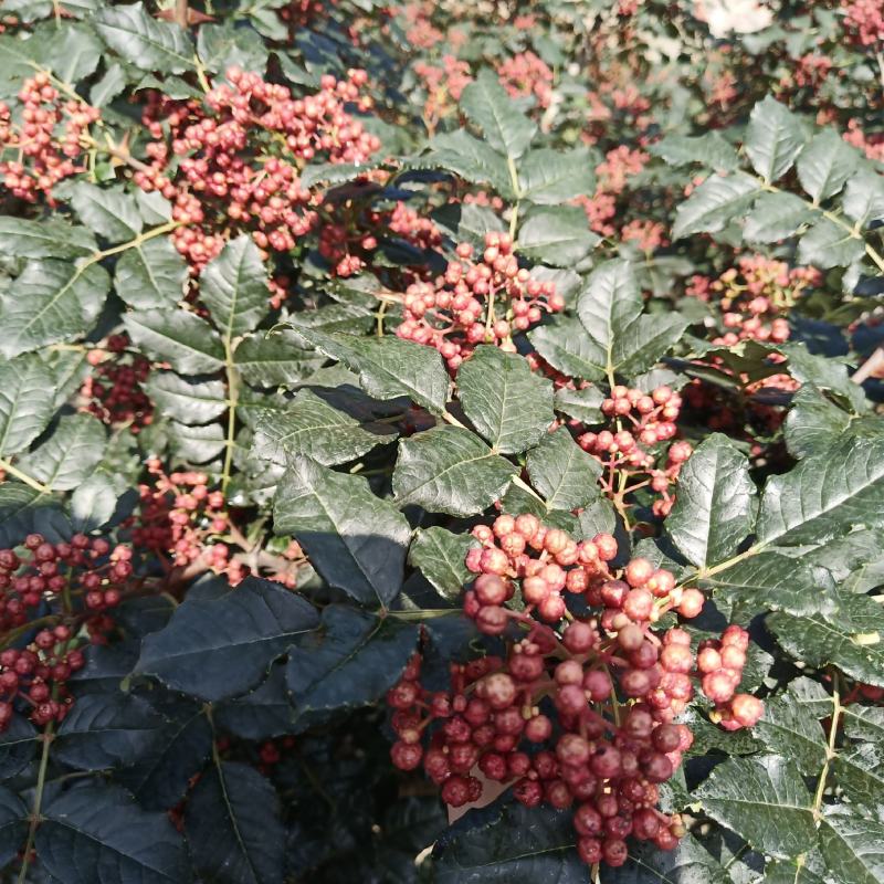 甘肃陇南无刺花椒苗