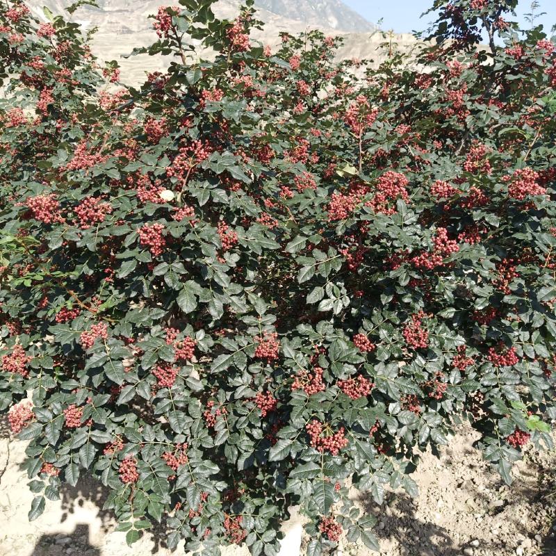 甘肃陇南无刺花椒苗