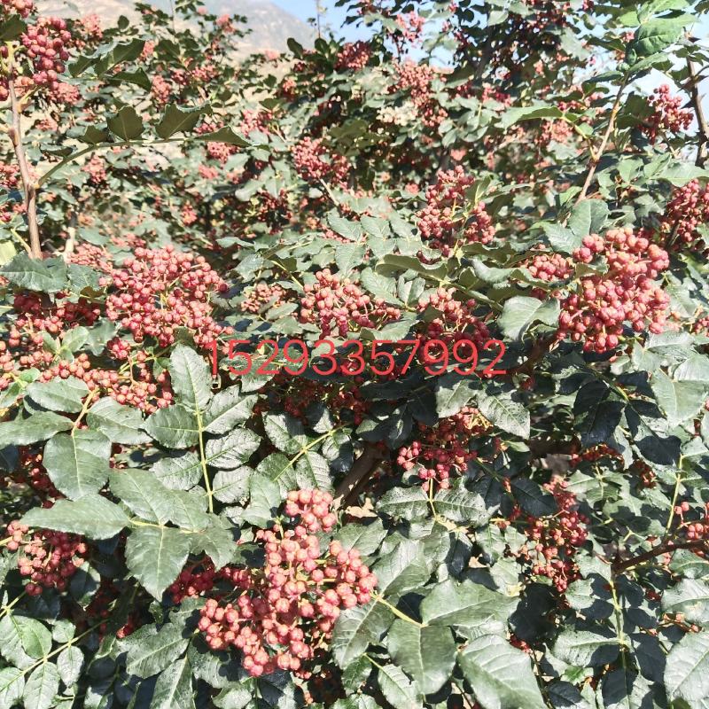 甘肃陇南无刺花椒苗