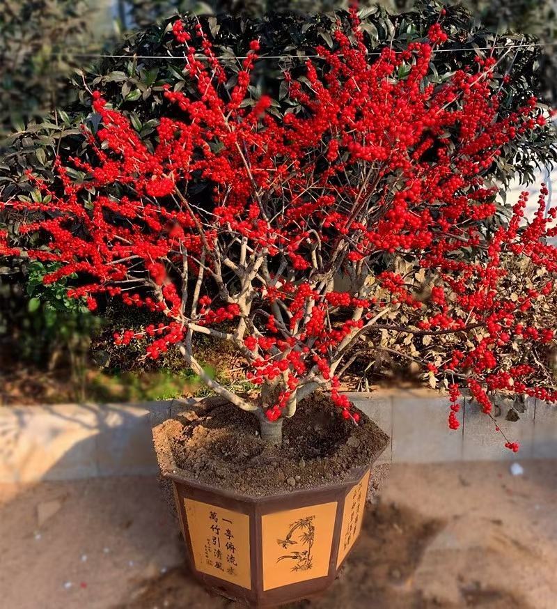 北美冬青，基地一手货源，质量保证，欢迎来电咨询