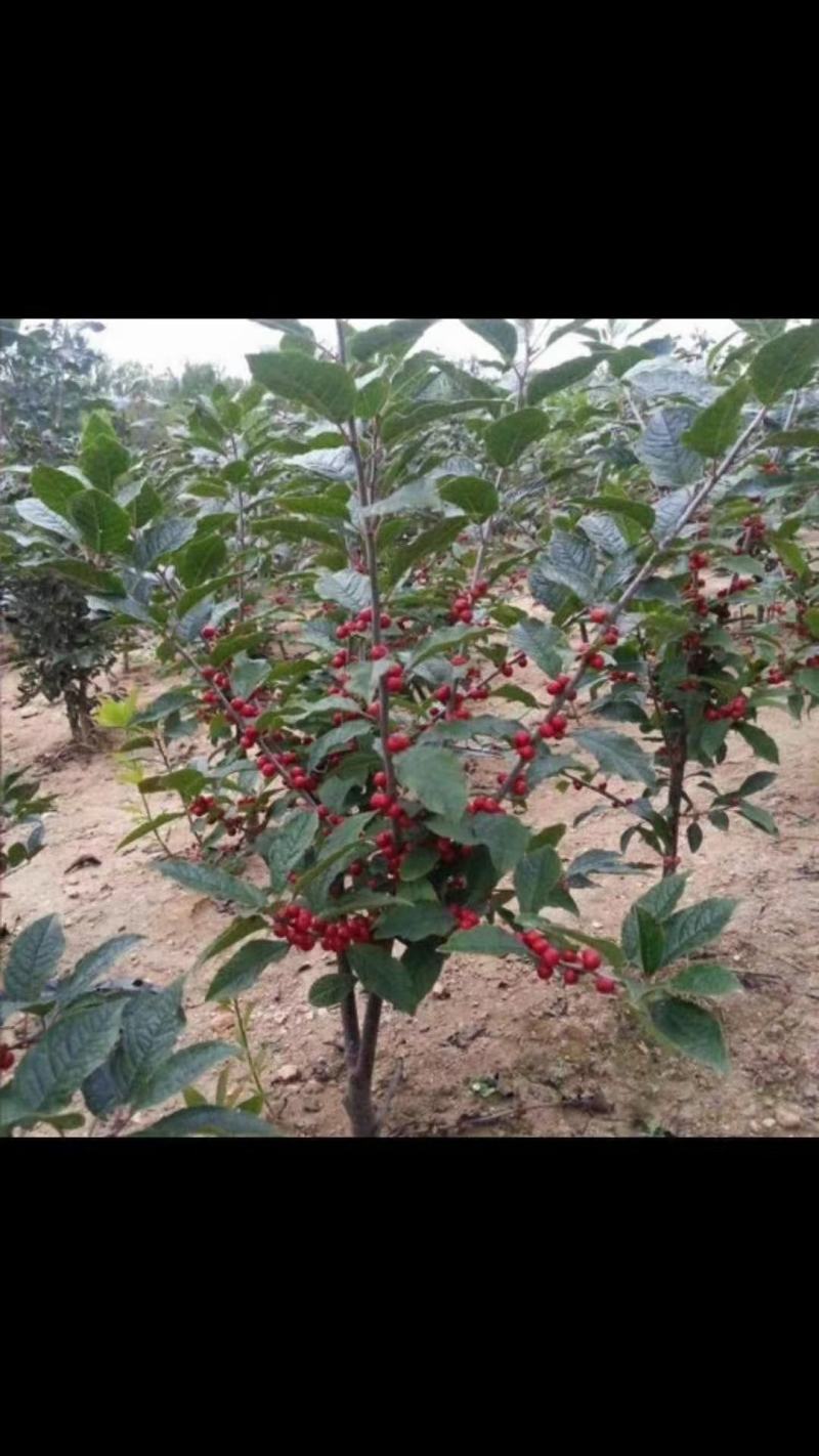 北美冬青，基地一手货源，质量保证，欢迎来电咨询