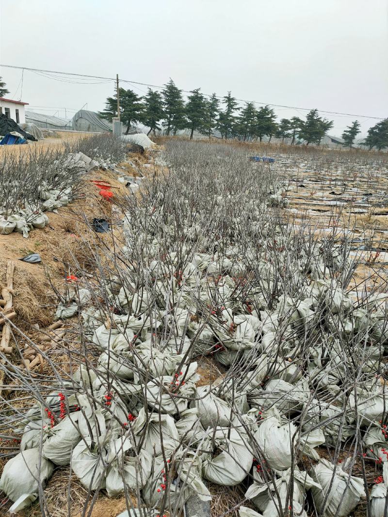 北美冬青，基地一手货源，质量保证，欢迎来电咨询