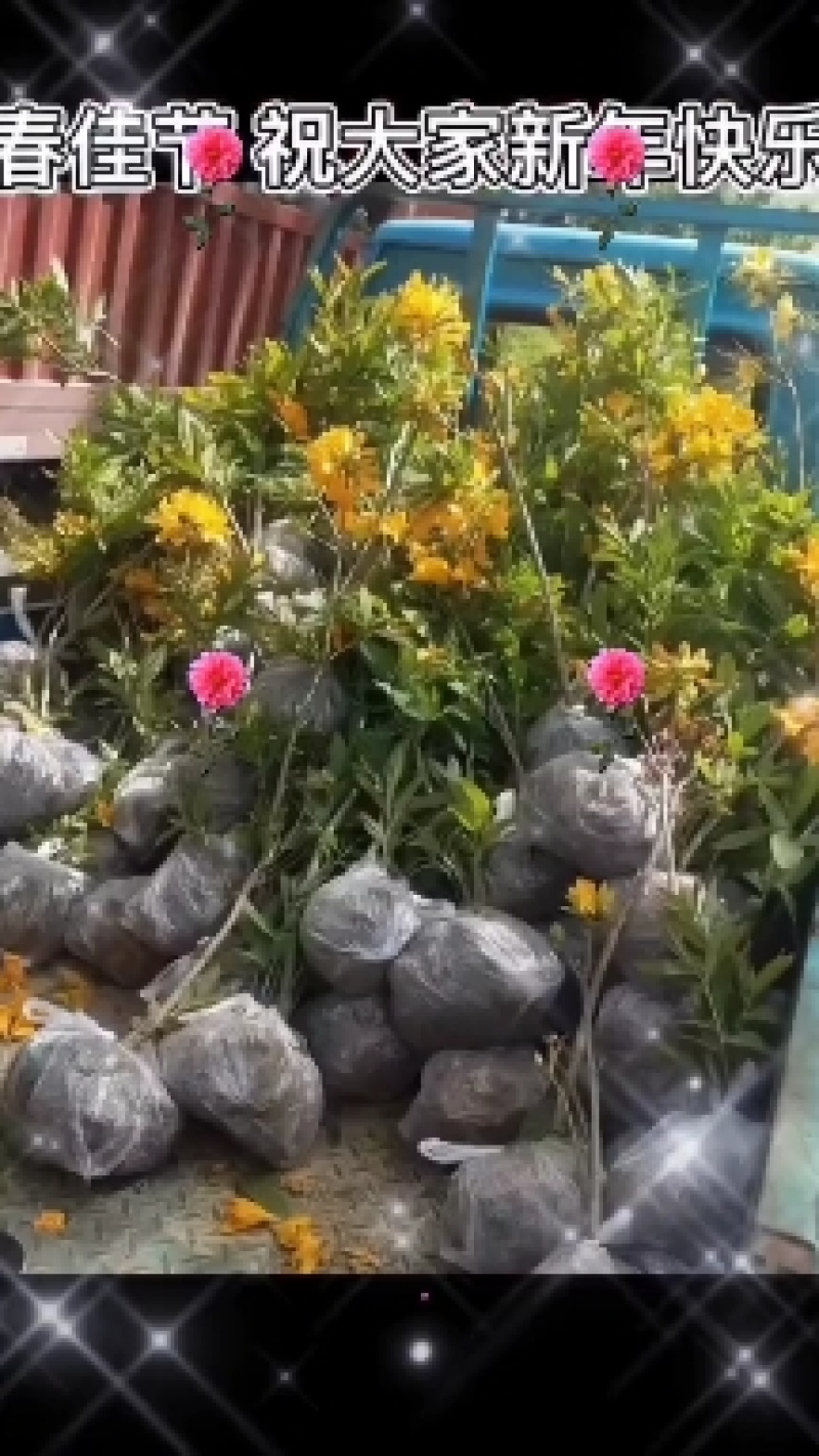 映山红黄杜鹃羊踯躅