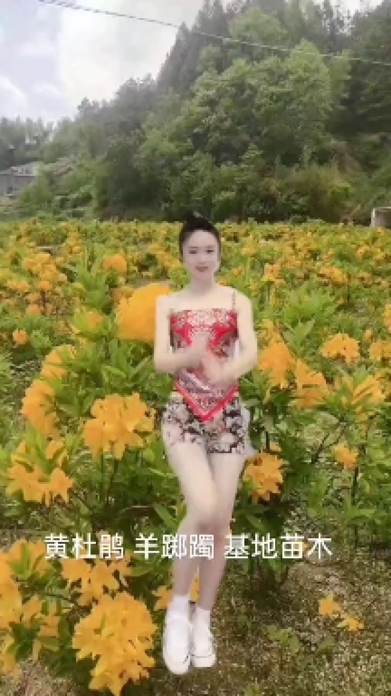 黄杜鹃羊踯躅基地发货量大价优，技术指导，欢迎联系