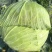 大量供应扁包菜，基地直供，诚信经营，货品质保，可实地看货