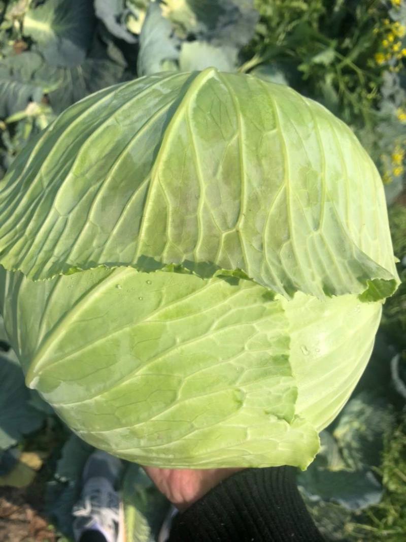 大量供应扁包菜，基地直供，诚信经营，货品质保，可实地看货