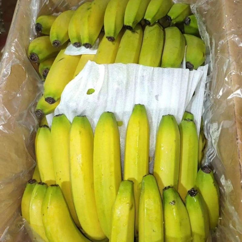 广东广西云南香蕉大量供应加工厂电商批发商全国发车