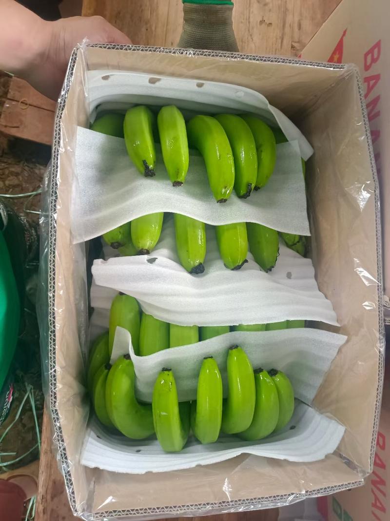广东广西云南香蕉大量供应加工厂电商批发商全国发车