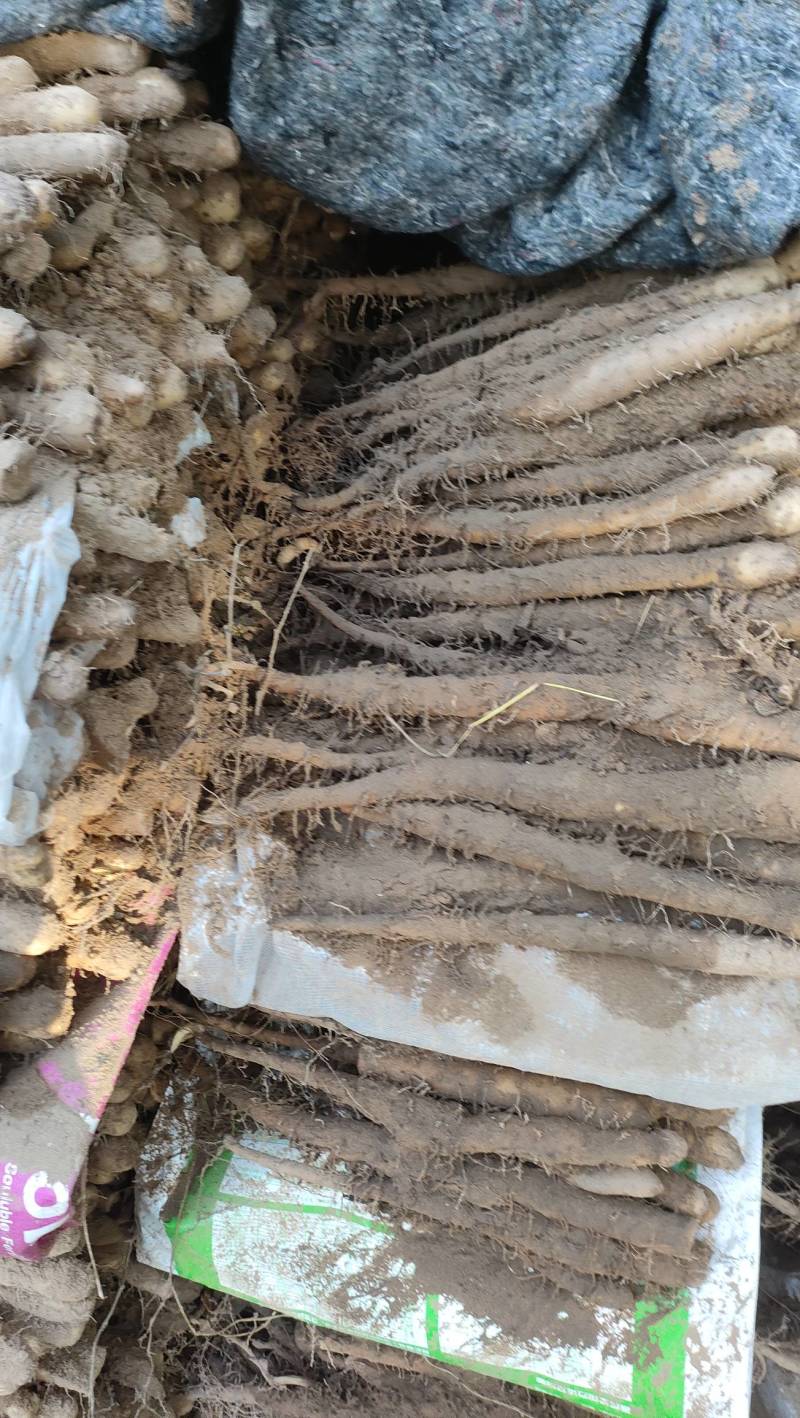 沙地棒药双棒大中小规格
