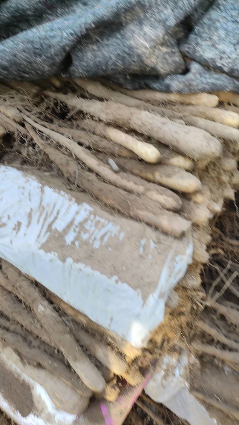 沙地棒药双棒大中小规格