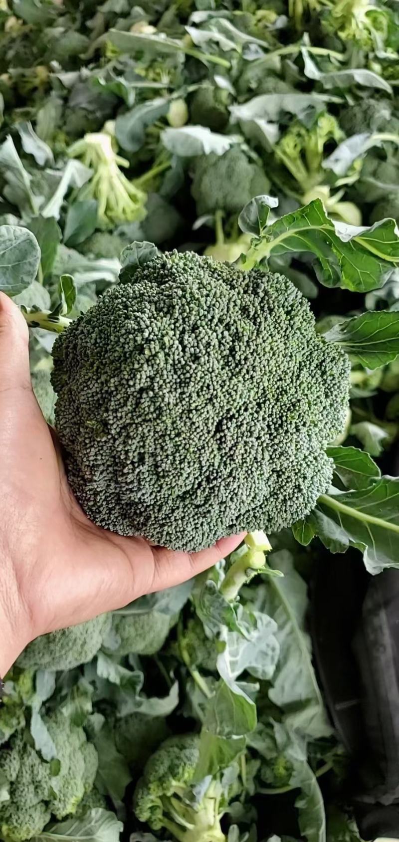 西兰花河南小米粒西蓝花耐寒优秀西兰花色泽艳球形好