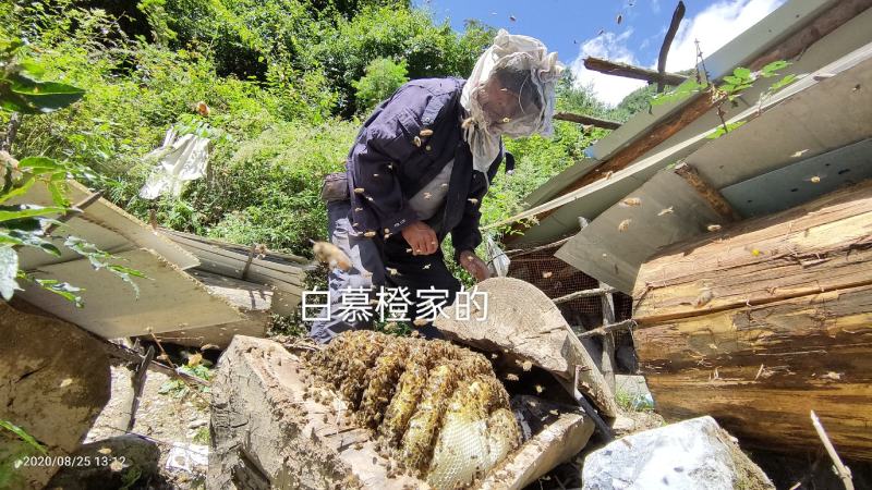 四川甘肃交界处一年取一次的土蜂蜜