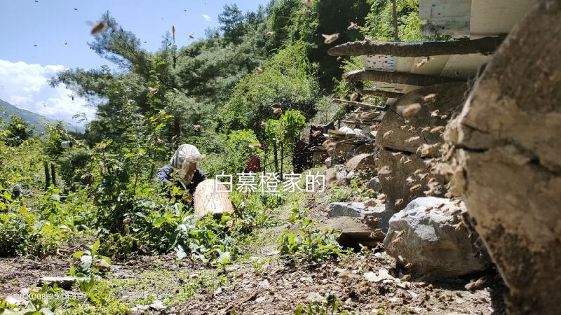 四川甘肃交界处一年取一次的土蜂蜜