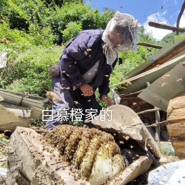 四川甘肃交界处一年取一次的土蜂蜜